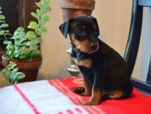 C.K.C MALE AND FEMALE MINIATURE PINSCHER PUPPIES AVAILABLE