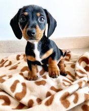 Dachshund Puppies Looking For New Homes