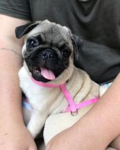Eye-Catching Ckc Pug Puppies Available