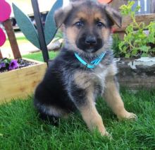 family raised German shepherd puppies