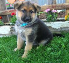 Healthy German shepherd puppies