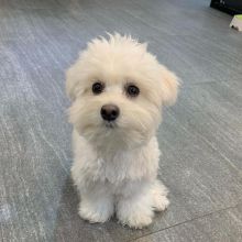 Maltese puppies available in good health condition for new homes