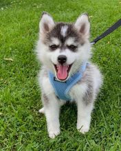 Pomsky puppies available in good health condition for new homes