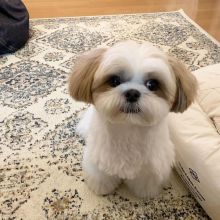 Shih tzu puppies available in good health condition for new homes