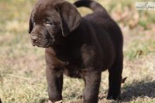 Very Cute Ckc Labrador Retriever Puppies Available