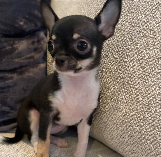 Astonishing Ckc chihuahua Puppies Available Image eClassifieds4u