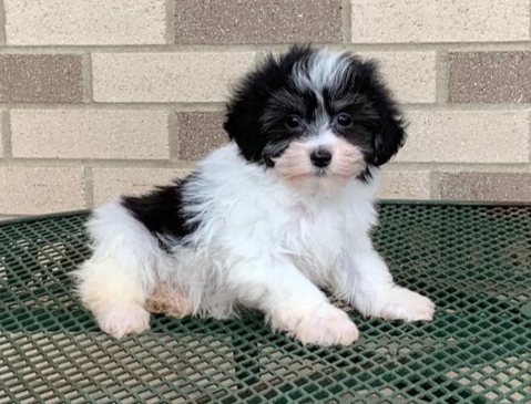 Astounding Ckc Havanese Puppies Available Image eClassifieds4u