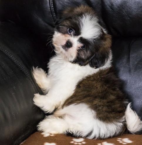 🟥🍁🟥 C.K.C MALE AND FEMALE SHIH TZU PUPPIES 🟥🍁🟥 Image eClassifieds4u