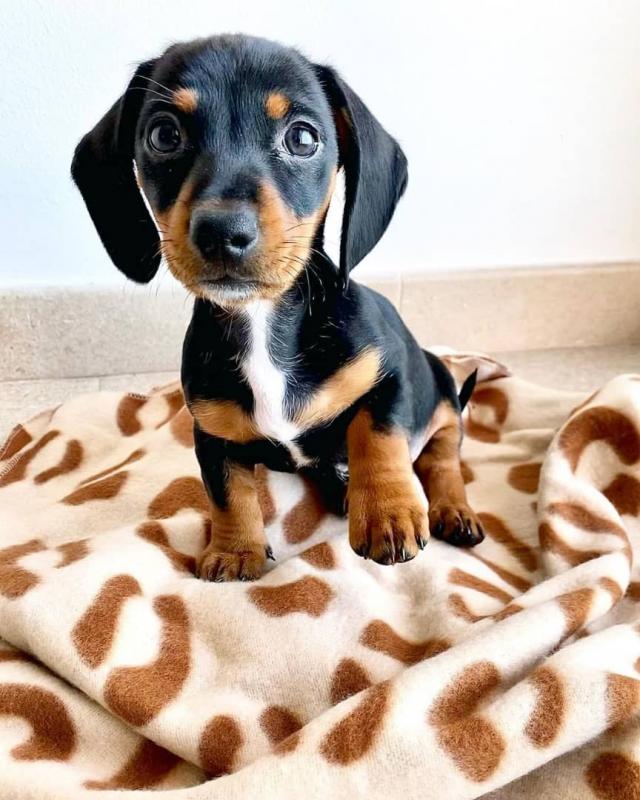 Dachshund Puppies Looking For New Homes Image eClassifieds4u