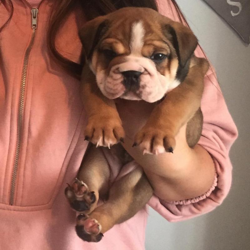 Dramatic Ckc English Bulldog Puppies Available [ kurtmorgan51691@gmail.com] Image eClassifieds4u