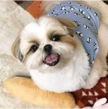 Sensational Ckc Shih Tzu Puppies Available [ kurtmorgan51691@gmail.com] Image eClassifieds4u 1