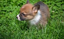 Adorable Ckc Corgi Puppies Available [kurtmorgan51691@gmail.com Image eClassifieds4u 2