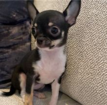 Astonishing Ckc chihuahua Puppies Available Image eClassifieds4u 2
