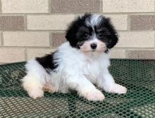 Astounding Ckc Havanese Puppies Available Image eClassifieds4u 1