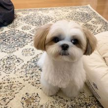 Shih tzu puppies available in good health condition for new homes Image eClassifieds4U