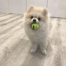 Staggering Ckc Pomeranian Puppies Available [ kurtmorgan51691@gmail.com] Image eClassifieds4u 1