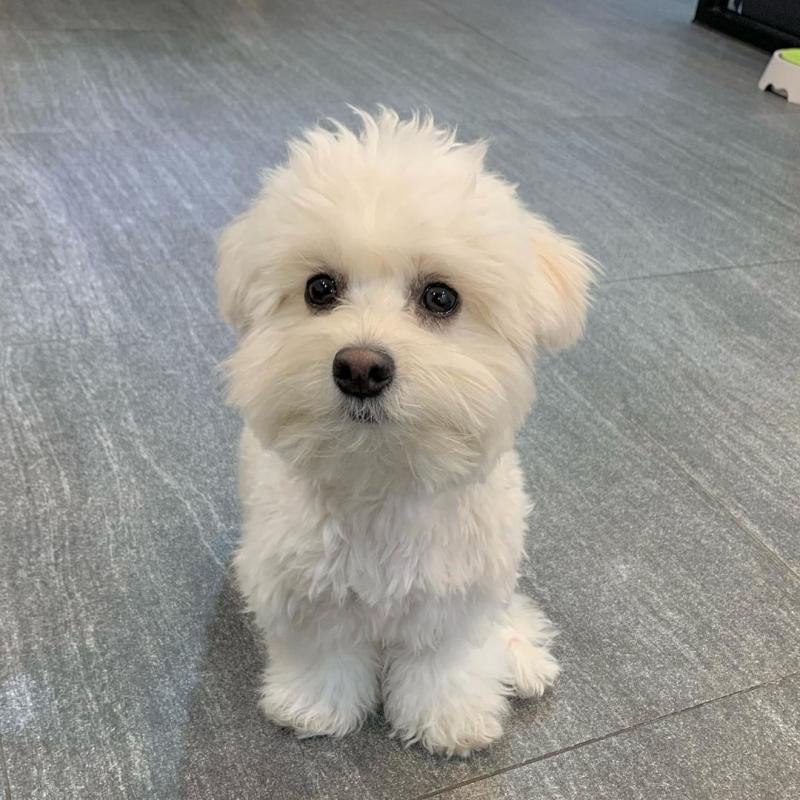 Maltese puppies available in good health condition for new homes Image eClassifieds4u