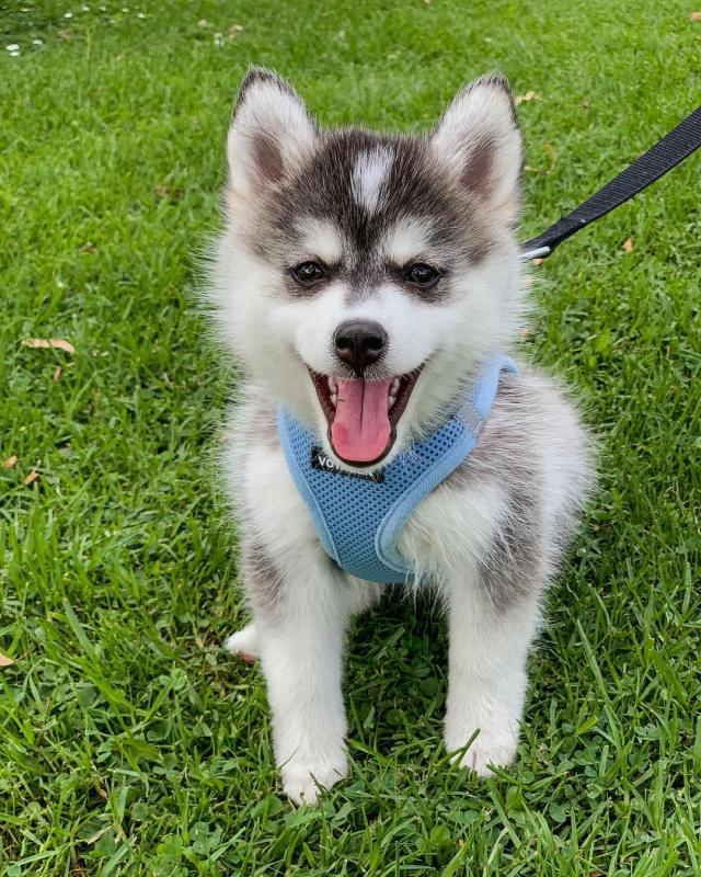 Pomsky puppies available in good health condition for new homes Image eClassifieds4u