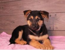 C.K.C MALE AND FEMALE GERMAN SHEPHERD PUPPIES AVAILABLE
