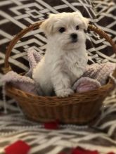 C.K.C MALE AND FEMALE MALTESE Puppies PUPPIES AVAILABLE
