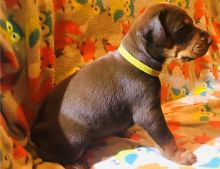 Doodleman Pinscher puppies for sale