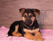 🟥🍁🟥 C.K.C MALE AND FEMALE GERMAN SHEPHERD PUPPIES 🟥🍁🟥 Image eClassifieds4U