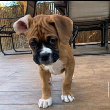 Boxer puppies available fawn ,white ,Black and brindle pups