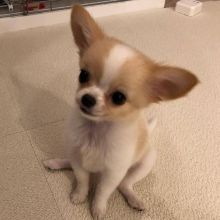 Chihuahua Puppies Available for adoption