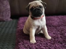 Fantastic Male Female Pug Puppies Now Ready For Adoption