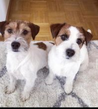 Jack Russell puppies available in good health condition for new homes