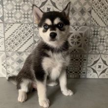 Pomsky puppies available in good health condition for new homes