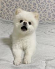 Pomeranian puppies available in good health condition for new homes Image eClassifieds4u 2