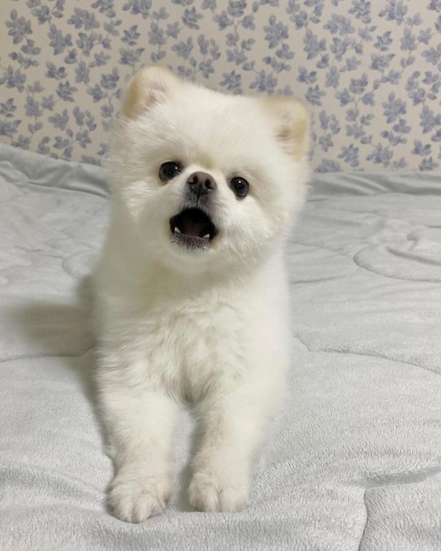 Pomeranian puppies available in good health condition for new homes Image eClassifieds4u