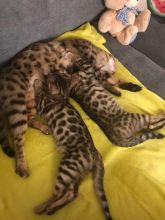 Bengal kittens for adoption Email us ( karine.delisle0784@gmail.com )