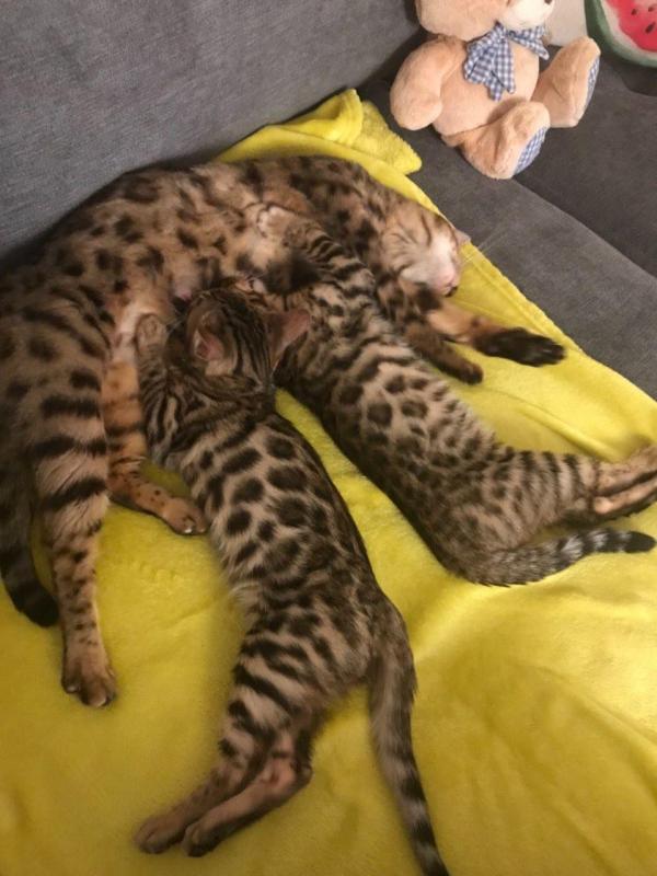 Bengal kittens for adoption Email us ( karine.delisle0784@gmail.com ) Image eClassifieds4u