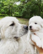 Great Pyrenees/ Bernese puppies for sale