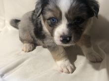 Australian Shepherd Puppies For Sale