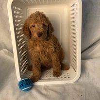 Beautiful F1BB Male Labradoodles Ready to go Home