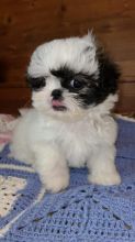CKC Shih Tzu Puppies For Sale