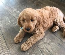 Goldendoodle Puppies For Sale