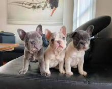 Gorgeous Blue Pie French Bulldog Puppies Available