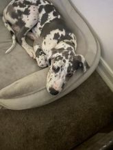 Great Dane harlequin puppy for sale