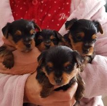 Home raised yorkie puppies for rehoming
