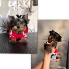 Male Yorkie Pup