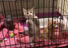 playful kittens for sale