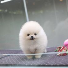 Teacup Pomeranian