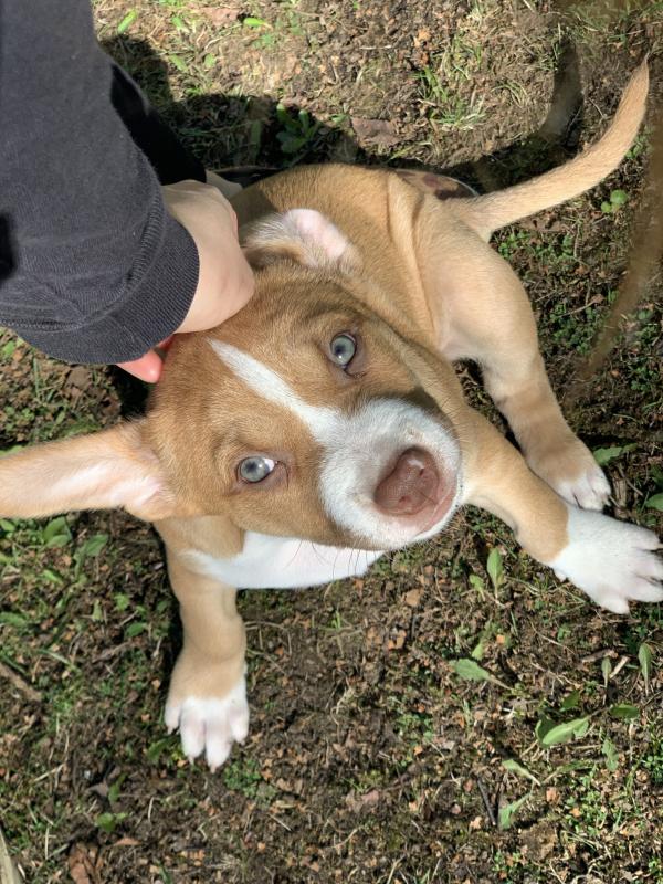 4 Unique kelpie x Image eClassifieds4u