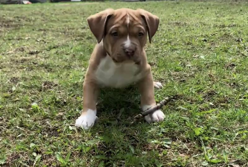 4 Unique kelpie x Image eClassifieds4u