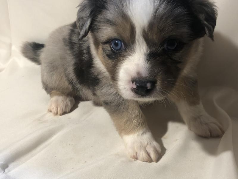 Australian Shepherd Puppies For Sale Image eClassifieds4u
