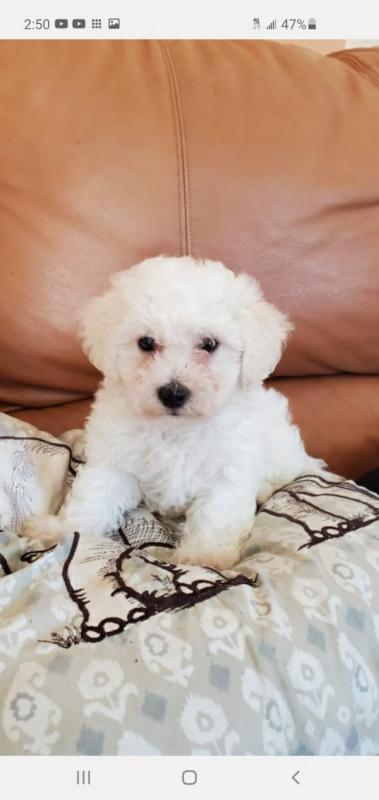 BICHON FRISE AKC PUPPIES Image eClassifieds4u